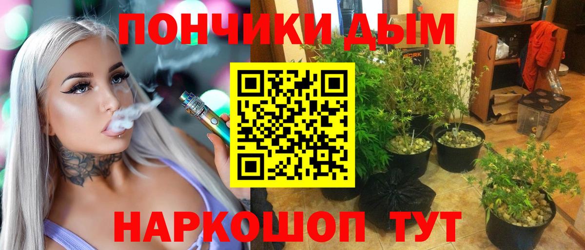 Конопля планчик Апатиты